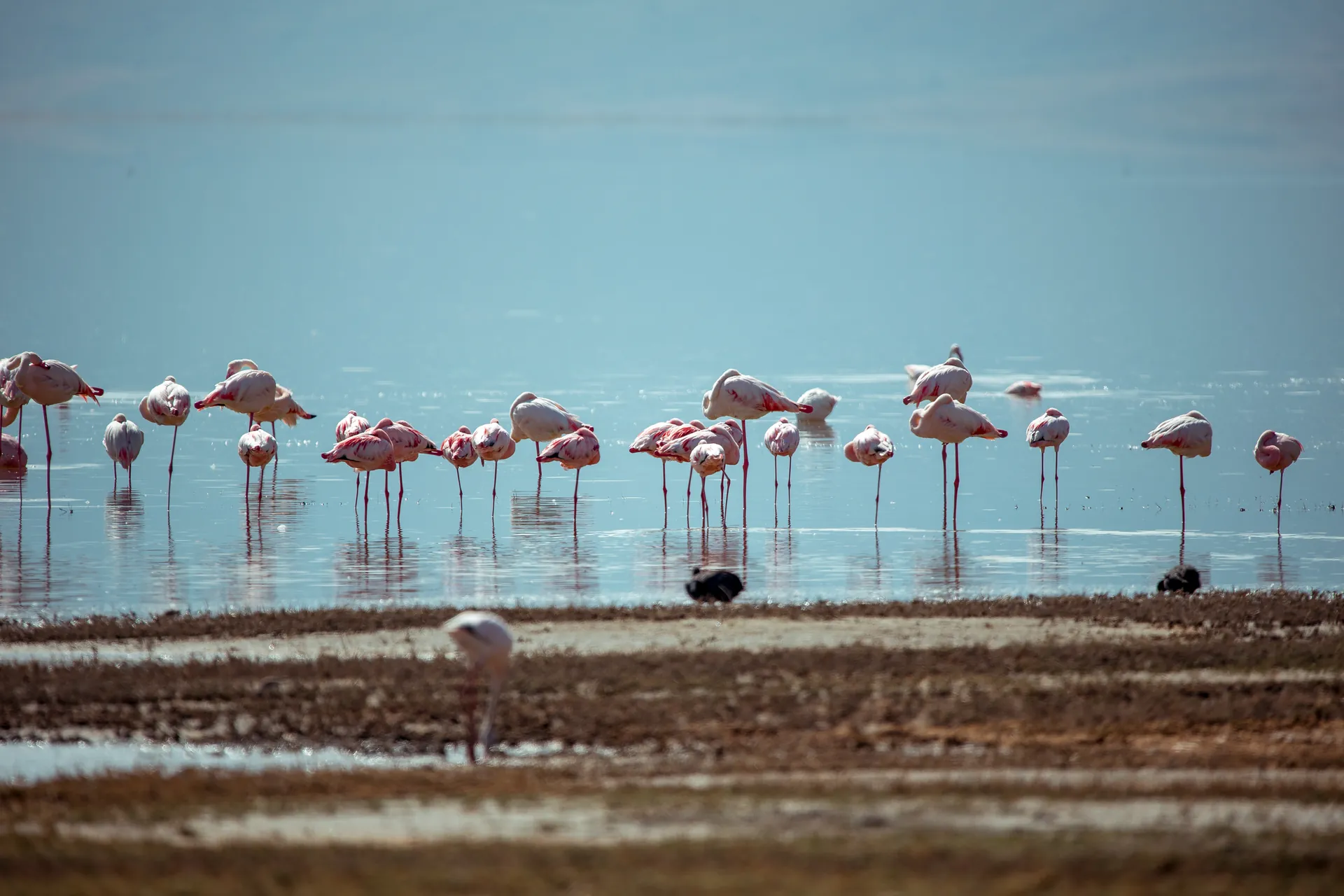 Flamingos feeding in a soda lake